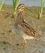 Common Snipe