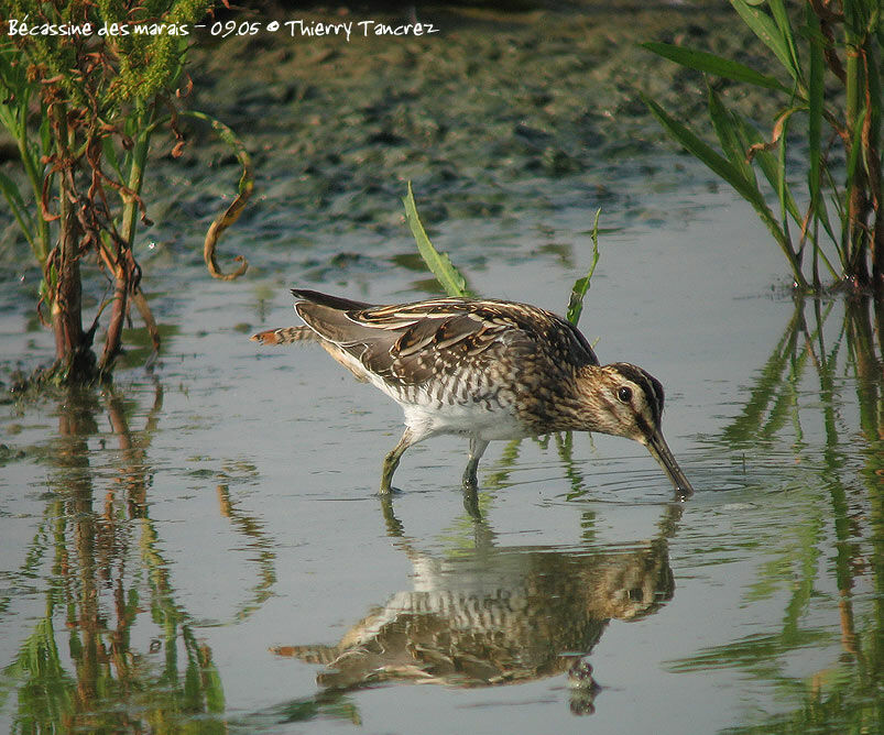 Common Snipe