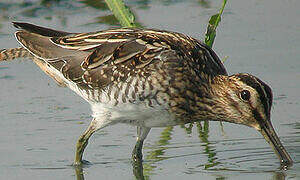 Common Snipe