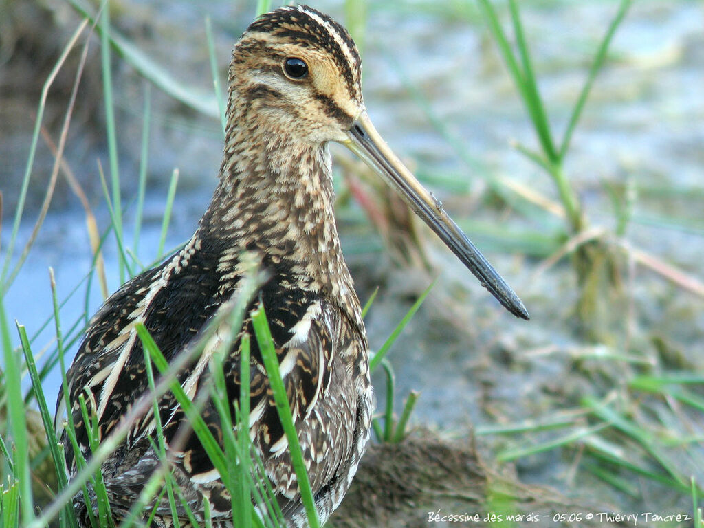 Common Snipe