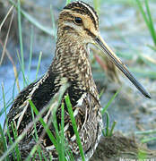 Common Snipe