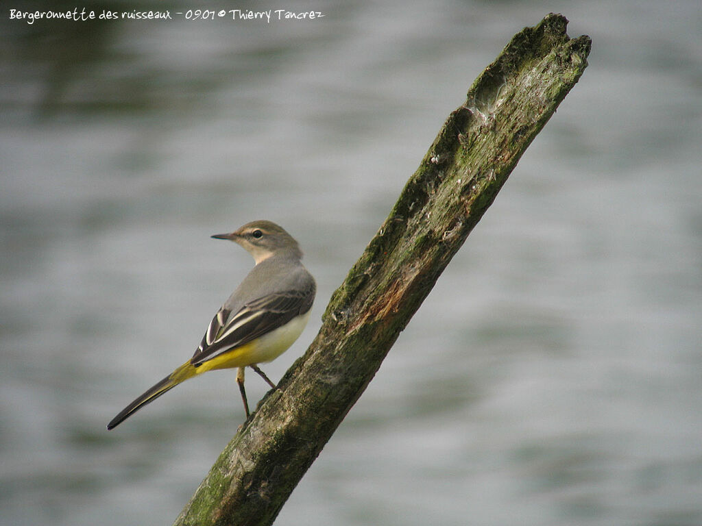 Grey Wagtail