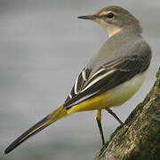 Grey Wagtail