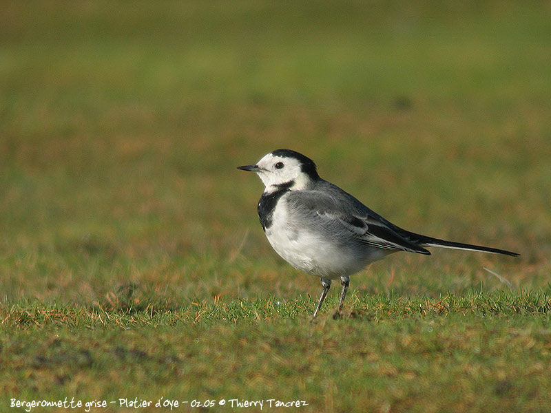 White Wagtail