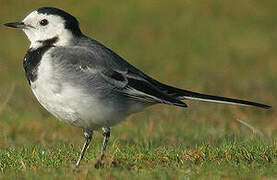 White Wagtail