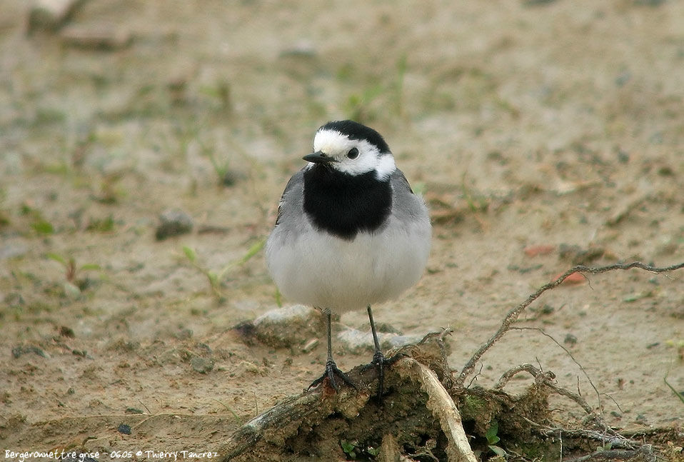 White Wagtail