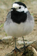 White Wagtail