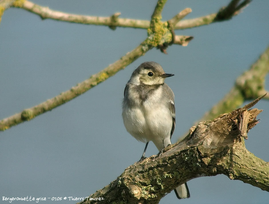 White Wagtail