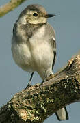 White Wagtail