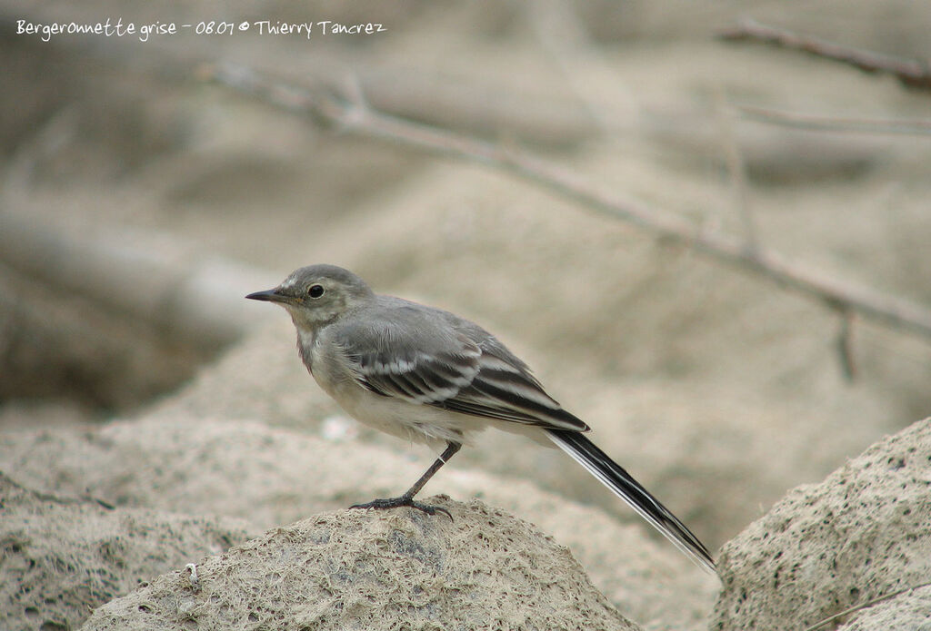 White Wagtail