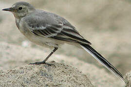 White Wagtail