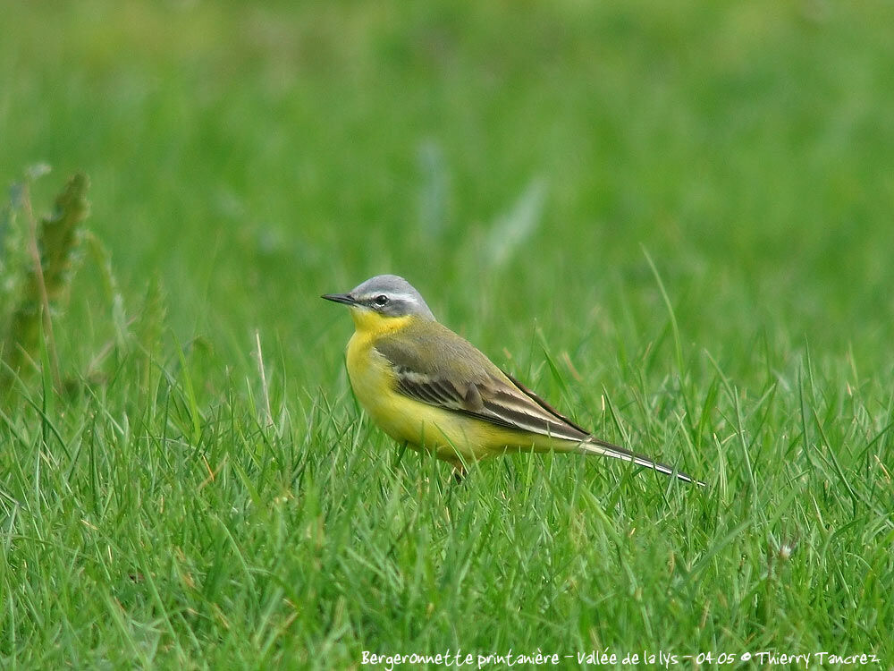 Western Yellow Wagtail