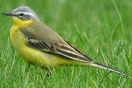 Western Yellow Wagtail