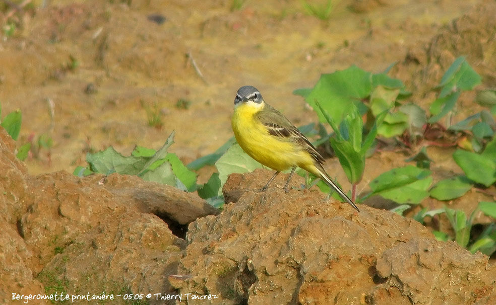 Western Yellow Wagtail