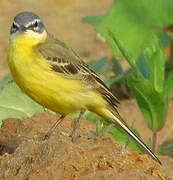 Western Yellow Wagtail