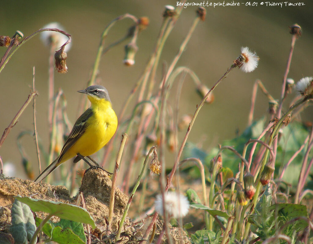 Western Yellow Wagtail