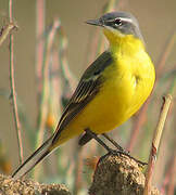 Western Yellow Wagtail