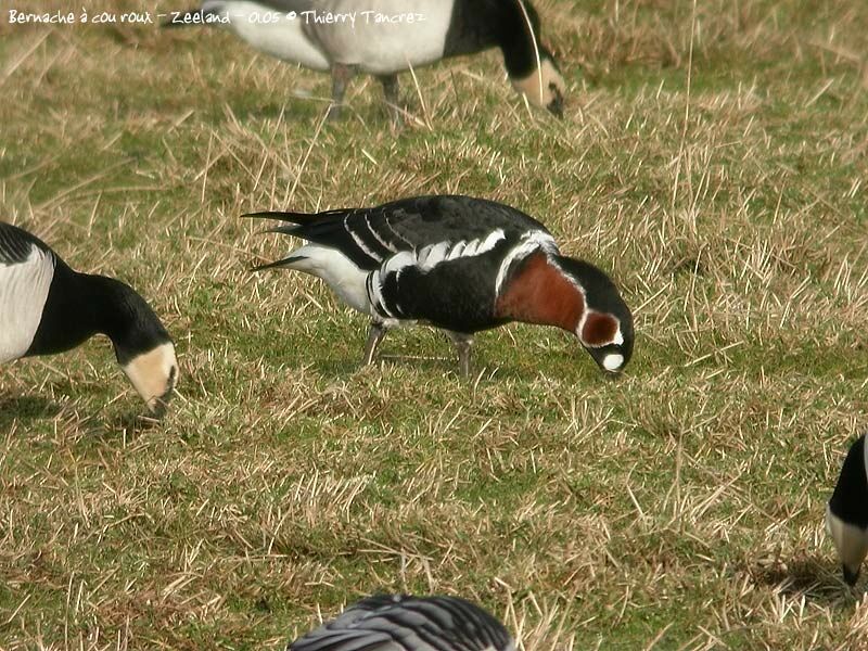 Red-breasted Goose