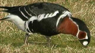 Red-breasted Goose