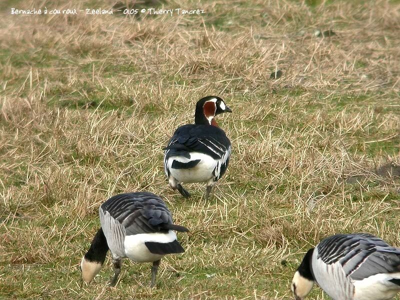 Red-breasted Goose