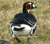 Red-breasted Goose