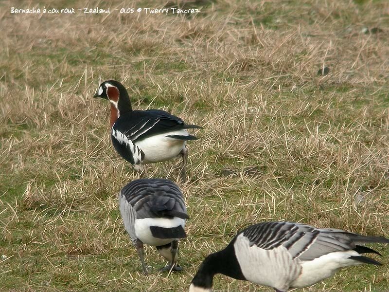 Red-breasted Goose