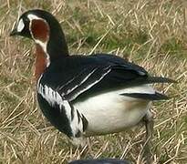 Red-breasted Goose