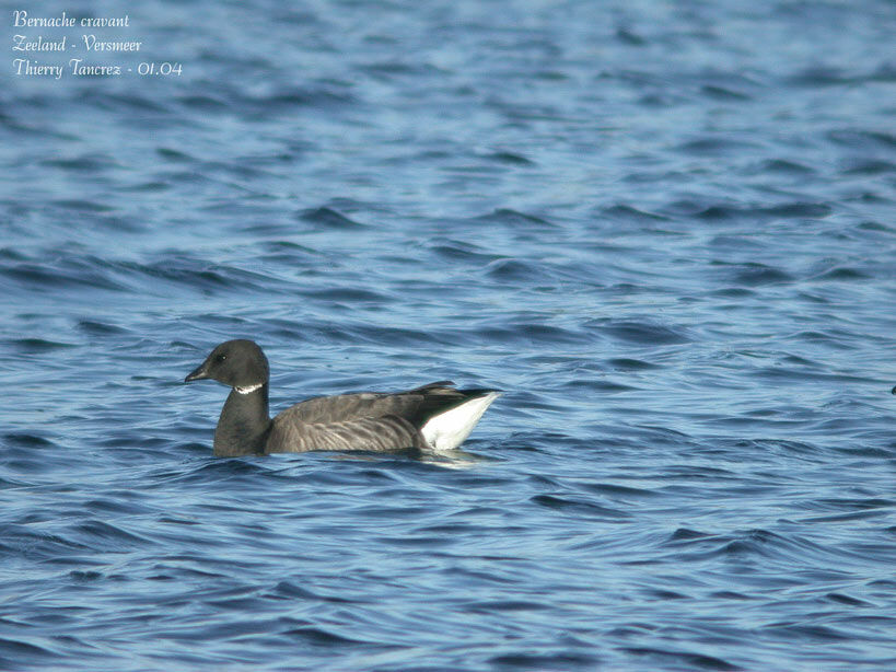 Brant Goose