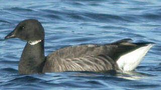 Brant Goose