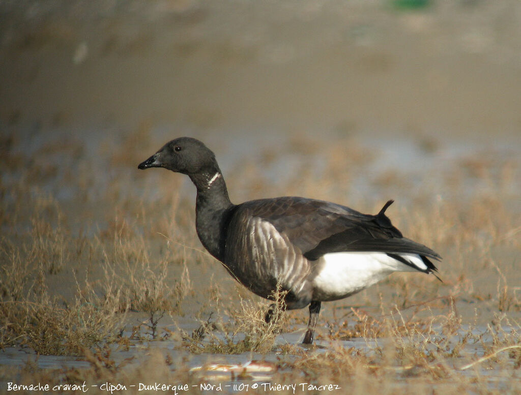 Brant Goose