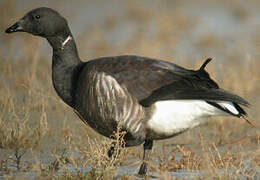 Brant Goose