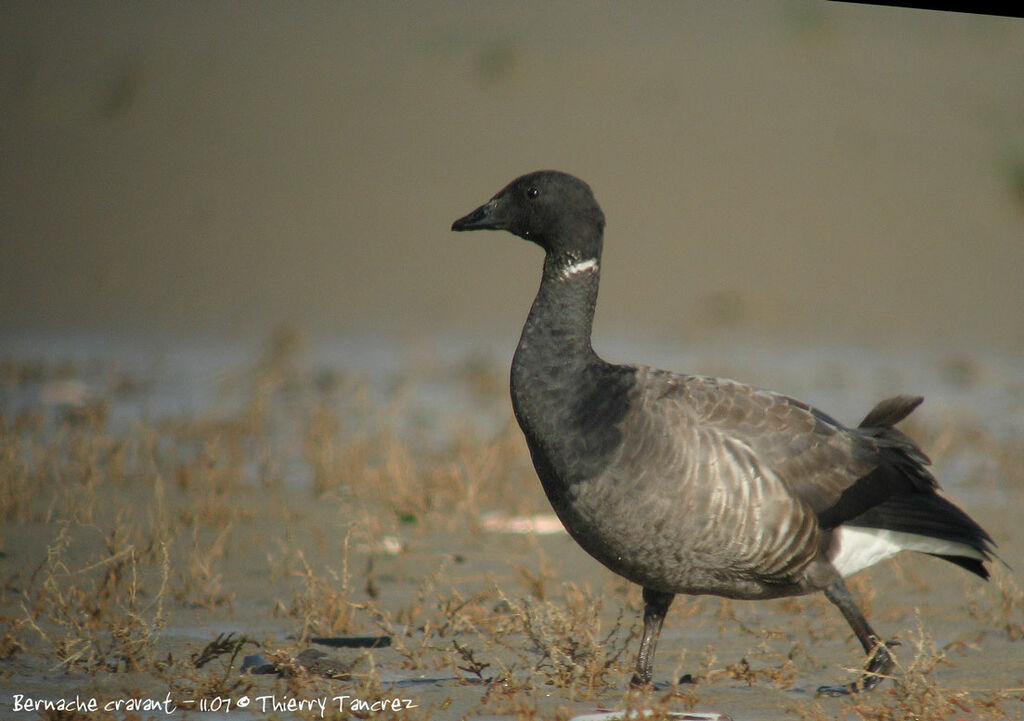 Brant Goose