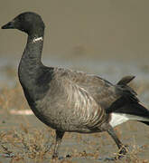 Brant Goose