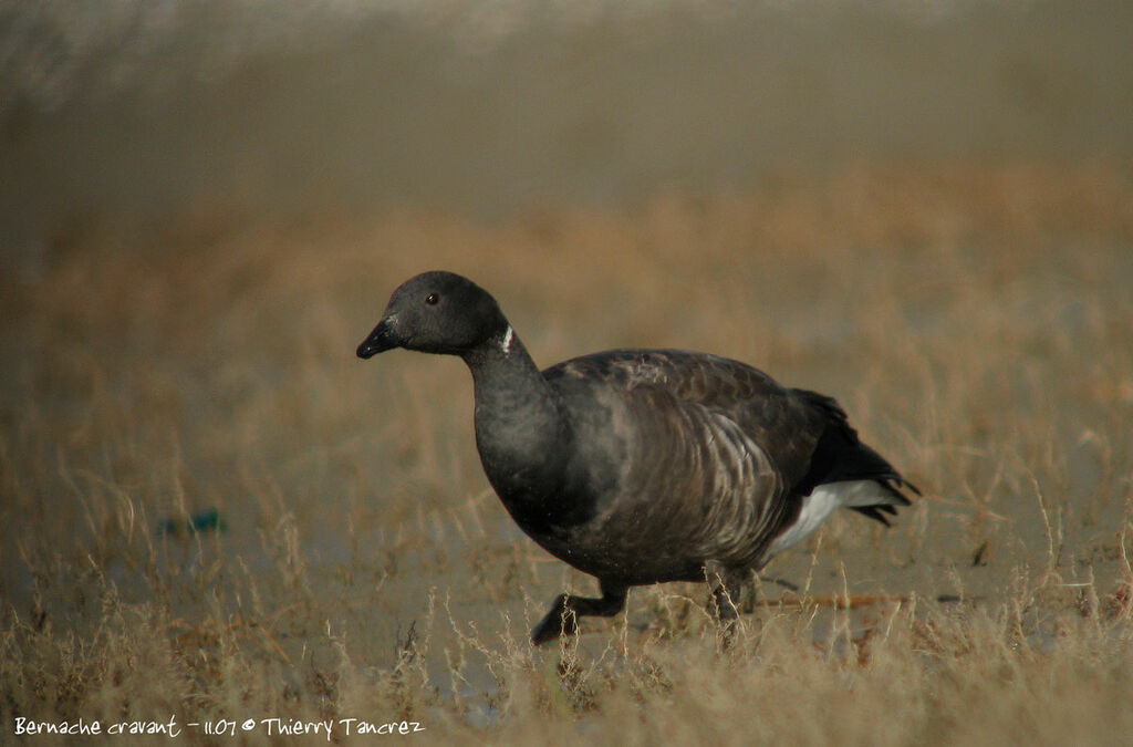 Brant Goose