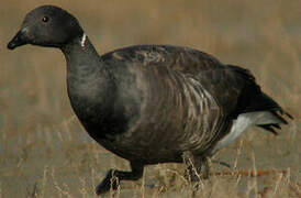 Brant Goose