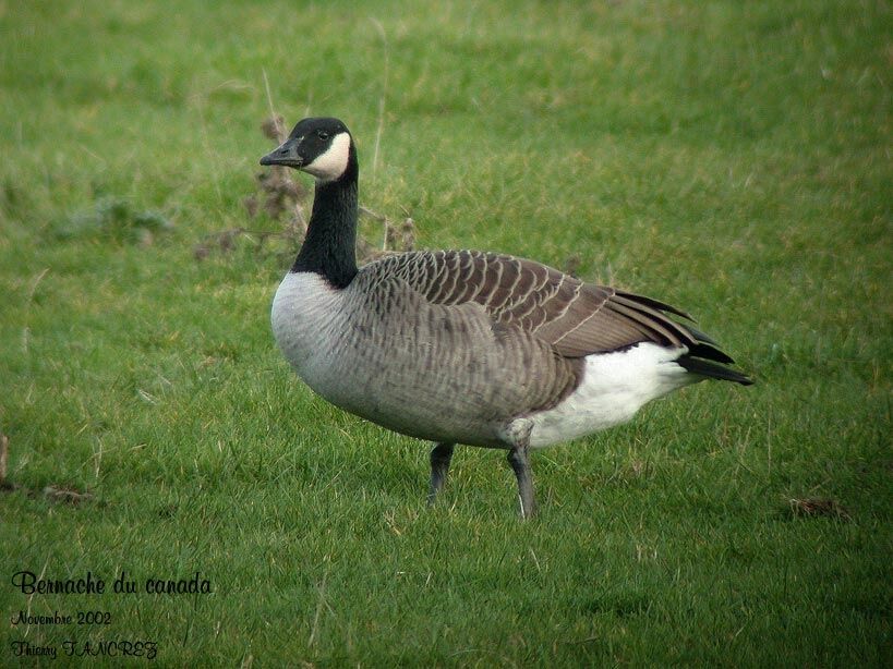 Canada Goose