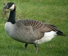 Canada Goose