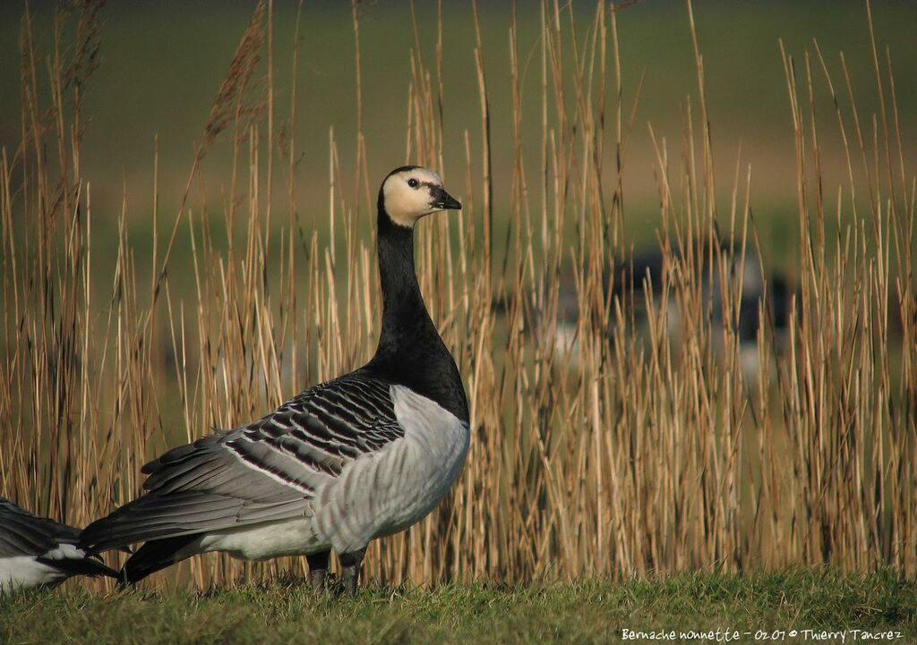 Barnacle Goose