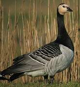 Barnacle Goose