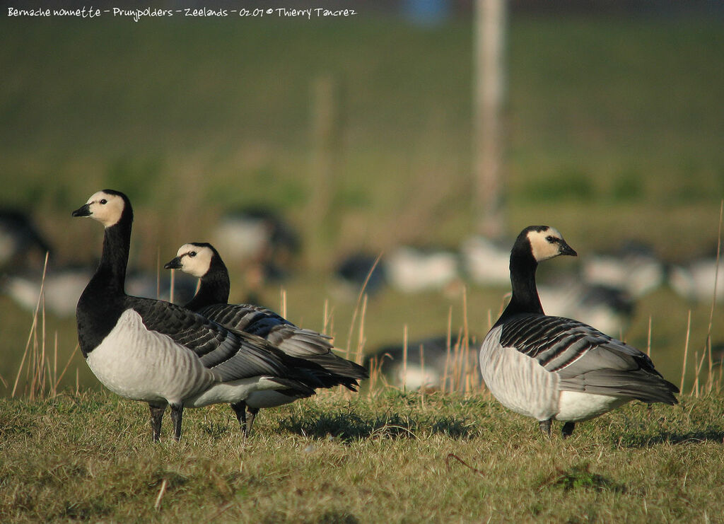 Barnacle Goose