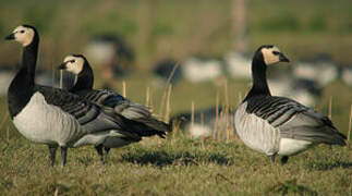 Barnacle Goose