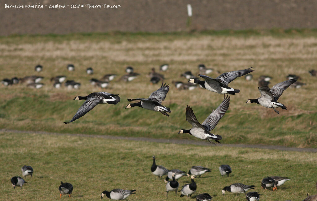 Barnacle Goose