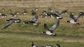 Barnacle Goose