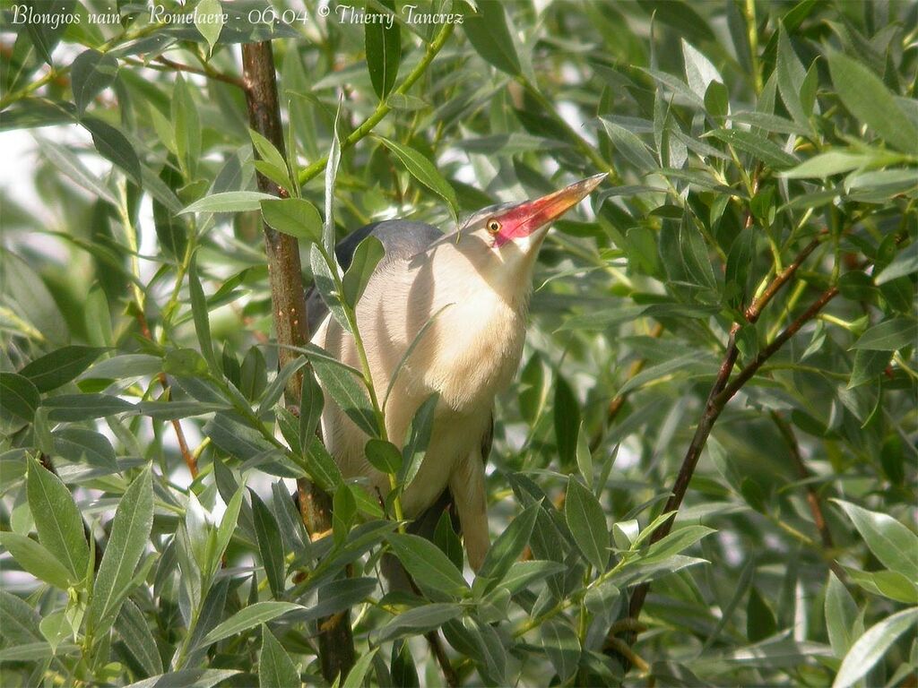 Little Bittern