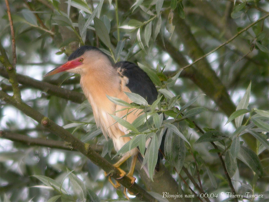 Little Bittern