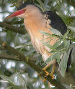 Little Bittern