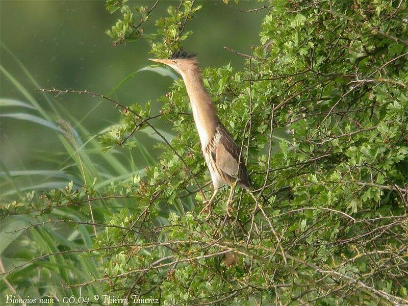 Little Bittern