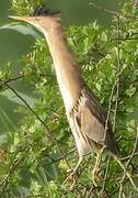 Little Bittern