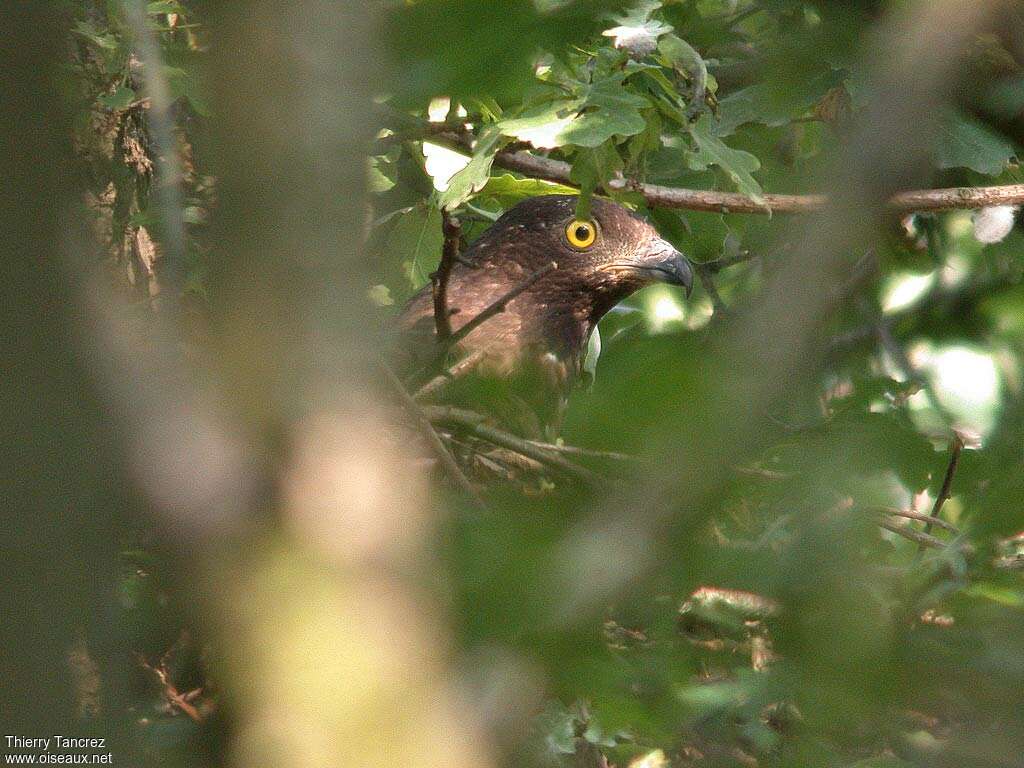 European Honey Buzzard female adult, close-up portrait