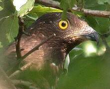 European Honey Buzzard